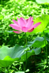 Plant lotus flower photo