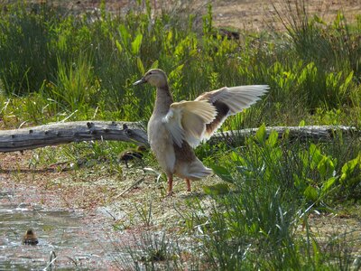 Animal water ducklings