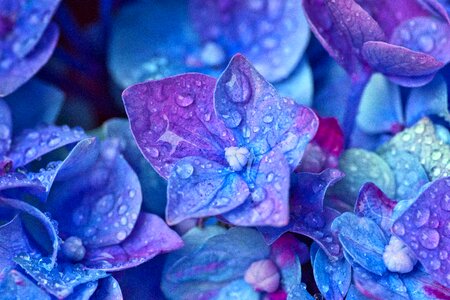 Hydrangea flower drop of water blue photo