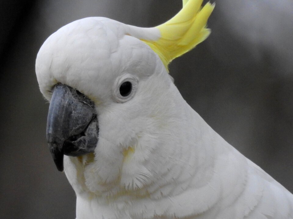 Cockatoo wildlife beak