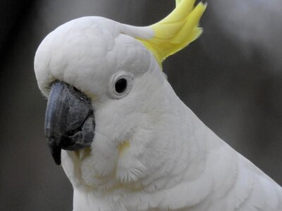 Cockatoo wildlife beak