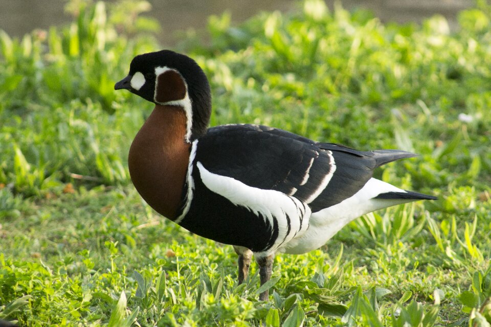 Bird outdoors red breasted goose