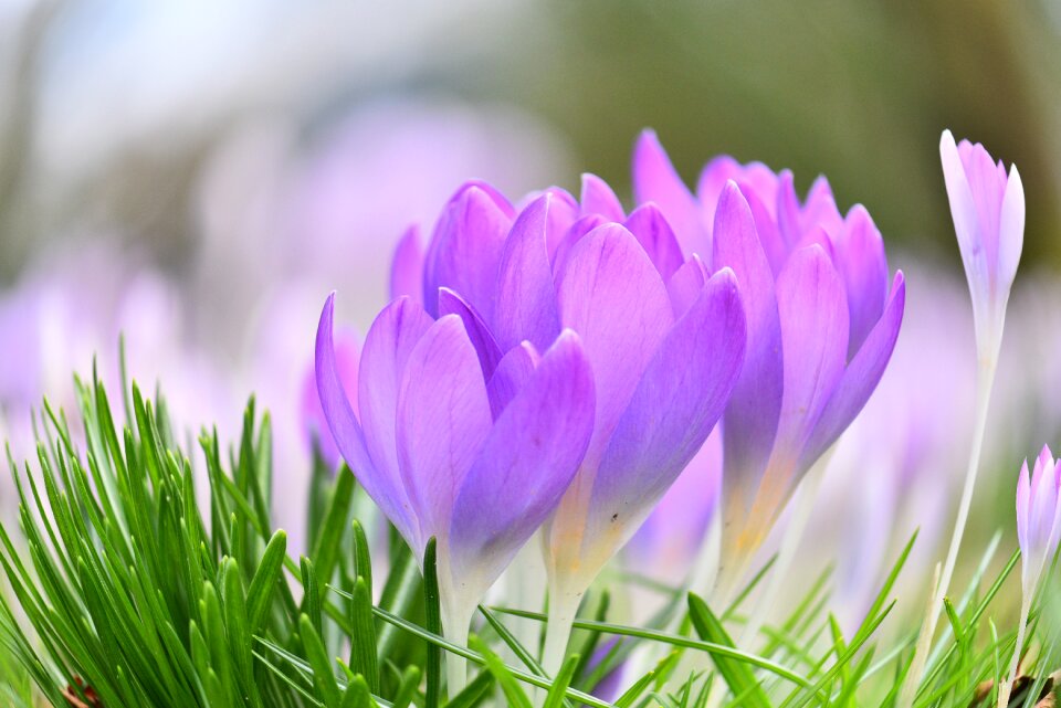 Flowers purple meadow