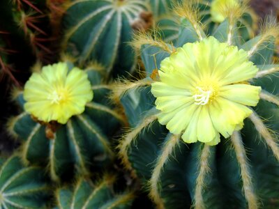 Flora botany flower