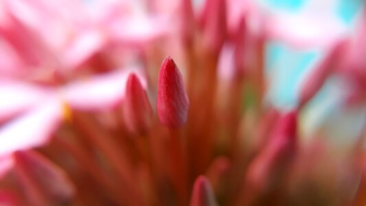 Close up buds pink flower