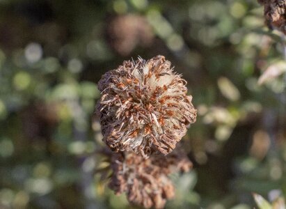 Autumn grass macro