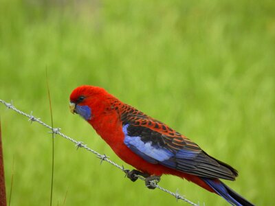 Wildlife nature parrot