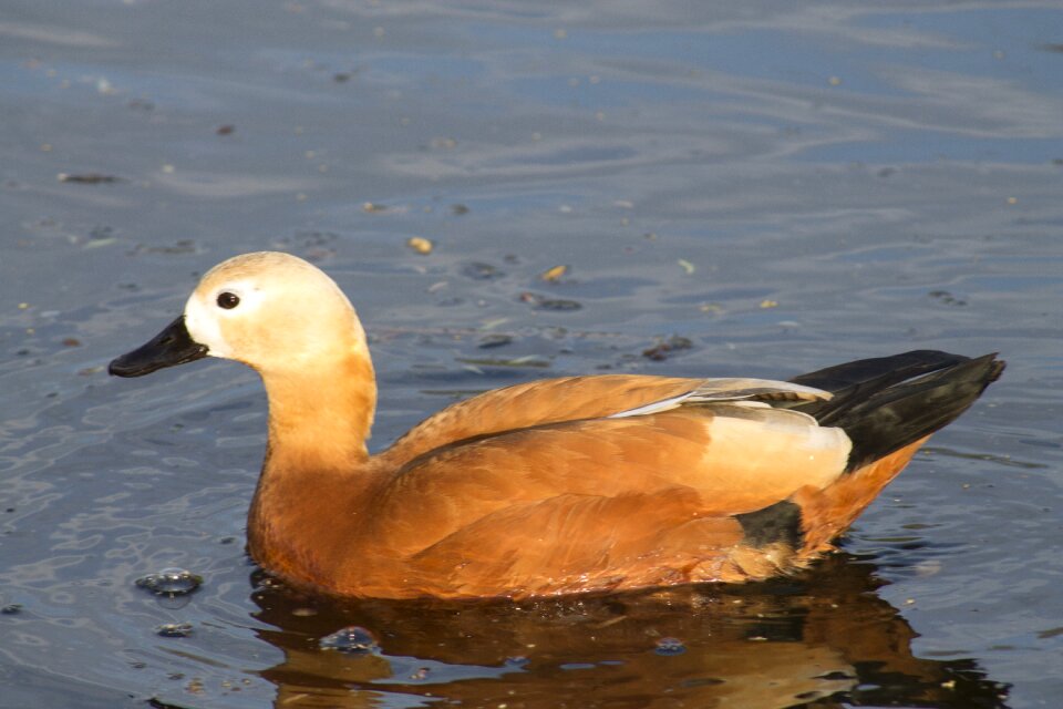 Water waterfowl ruddy shelduck