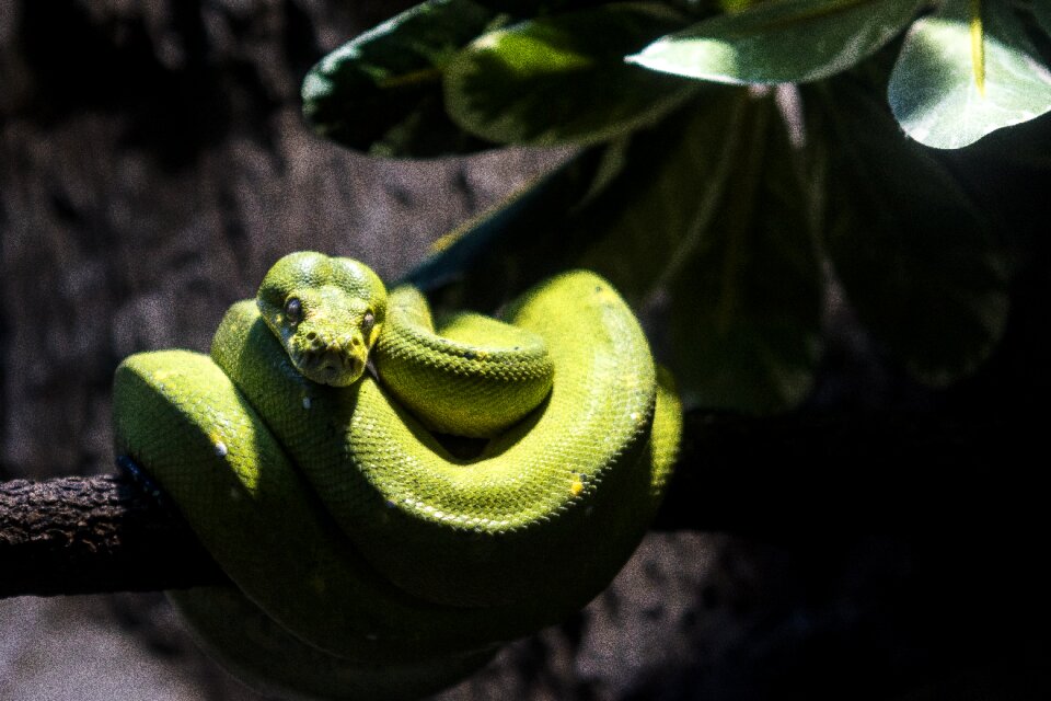 Reptile creature nature