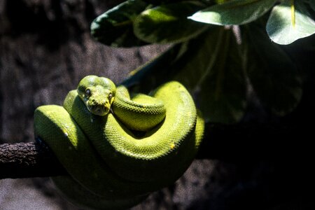 Reptile creature nature