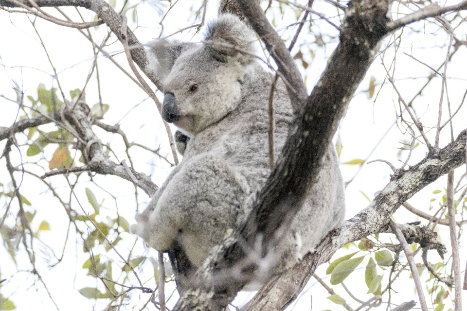 Wildlife animal australian