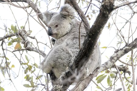 Wildlife animal australian photo