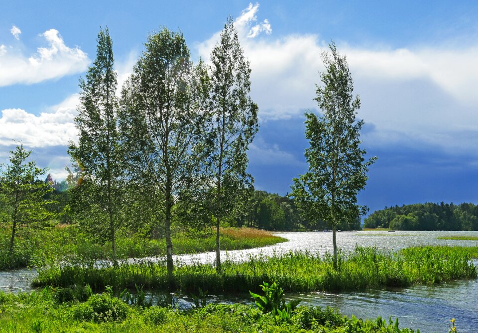 Grass summer landscape