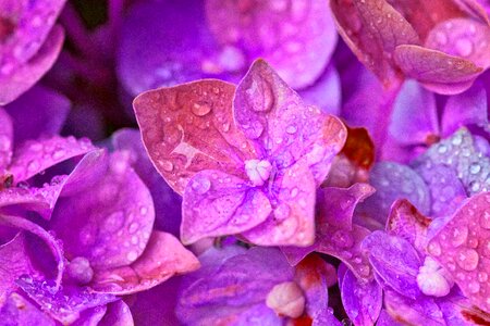 Hydrangea flower drop of water purple