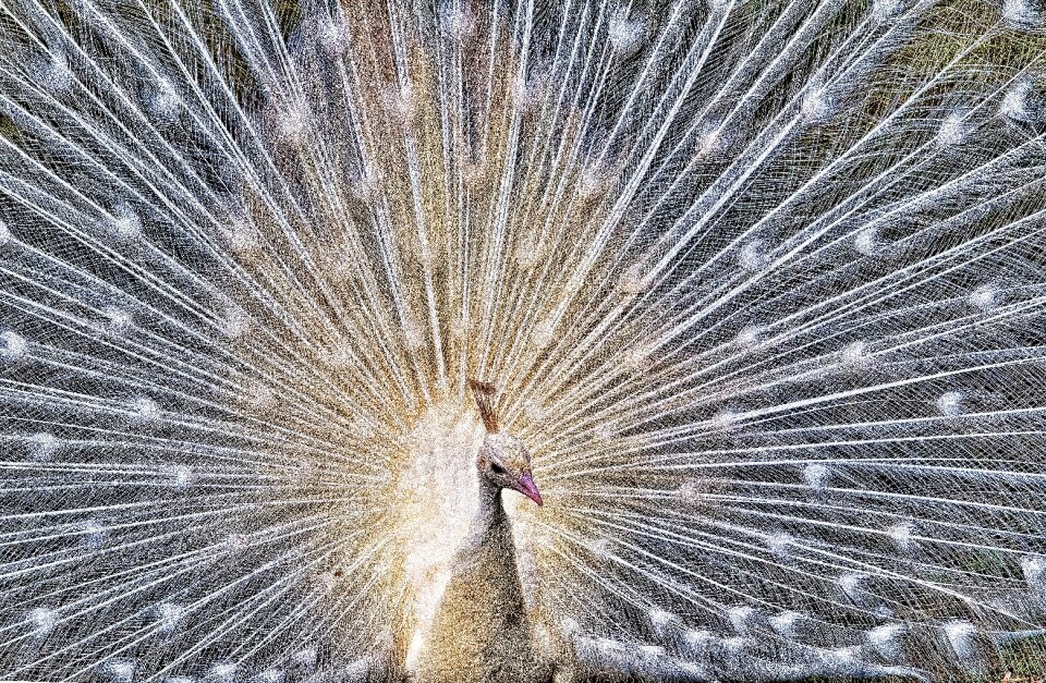 Plumage feathers white