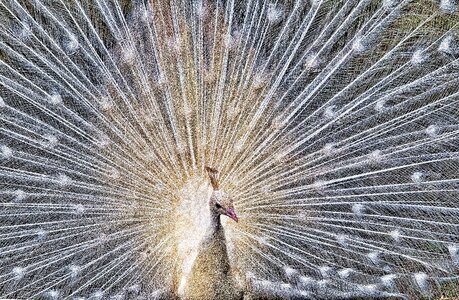 Plumage feathers white