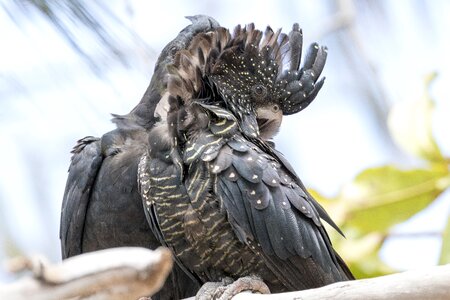 Parrot wild australian