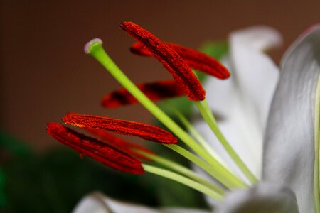 Beauty macro stamens