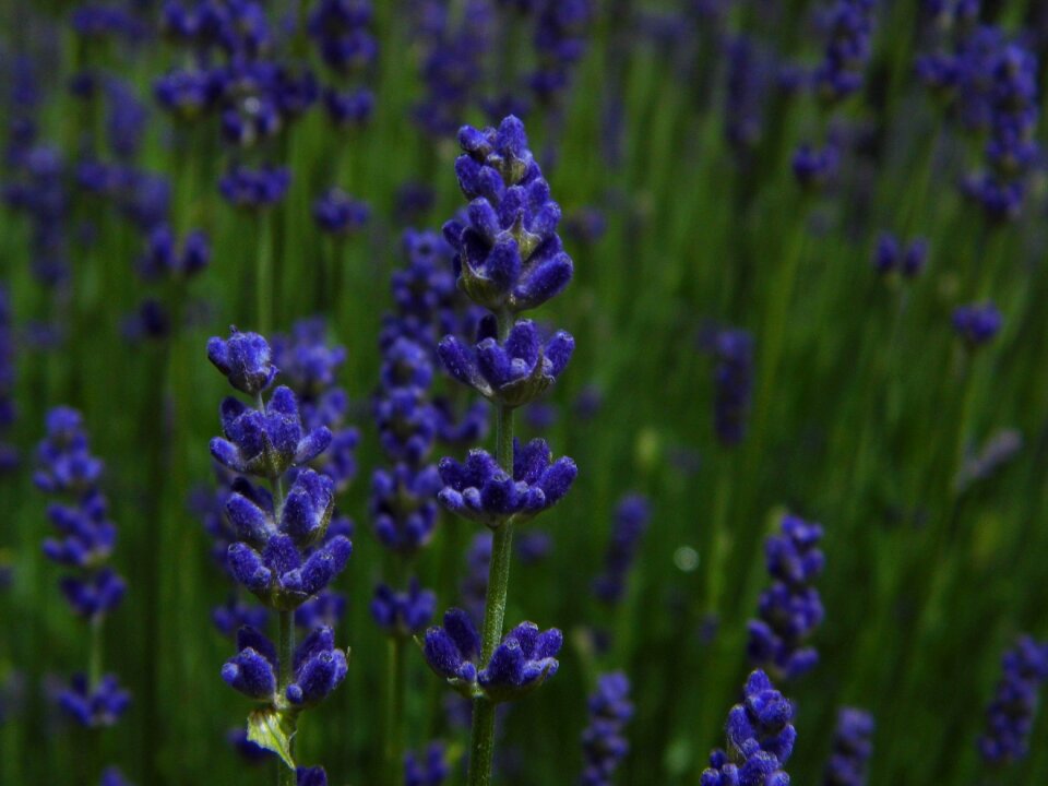 Purple purple flowers nature