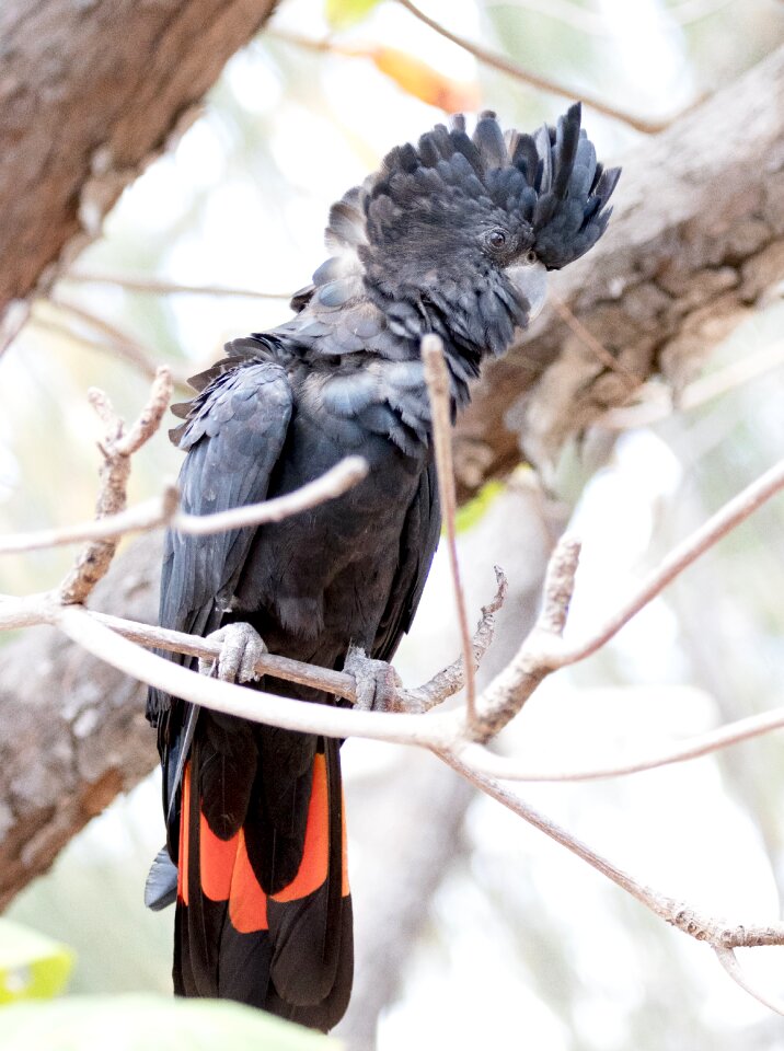 Animal parrot wild