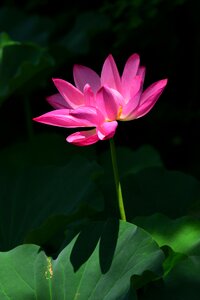 Plant lotus flower photo