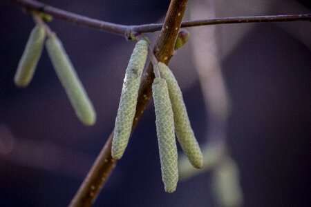 Seeds buds branch