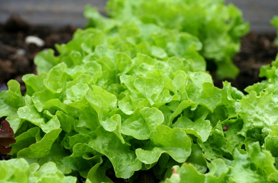 Vegetable garden garden plant