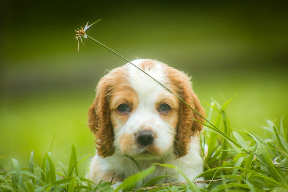 Animals cute adorable