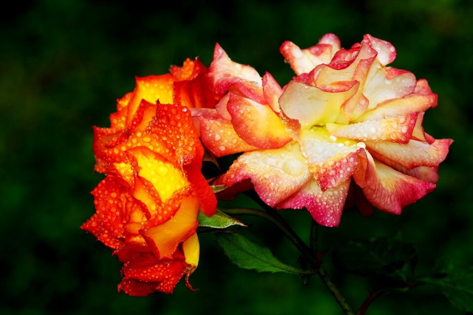 Colorful summer nature