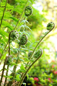 Green leaves garden