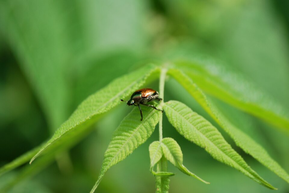 Insect nature leaves