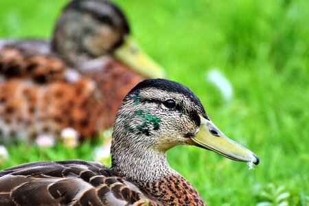 Mallard bill head photo