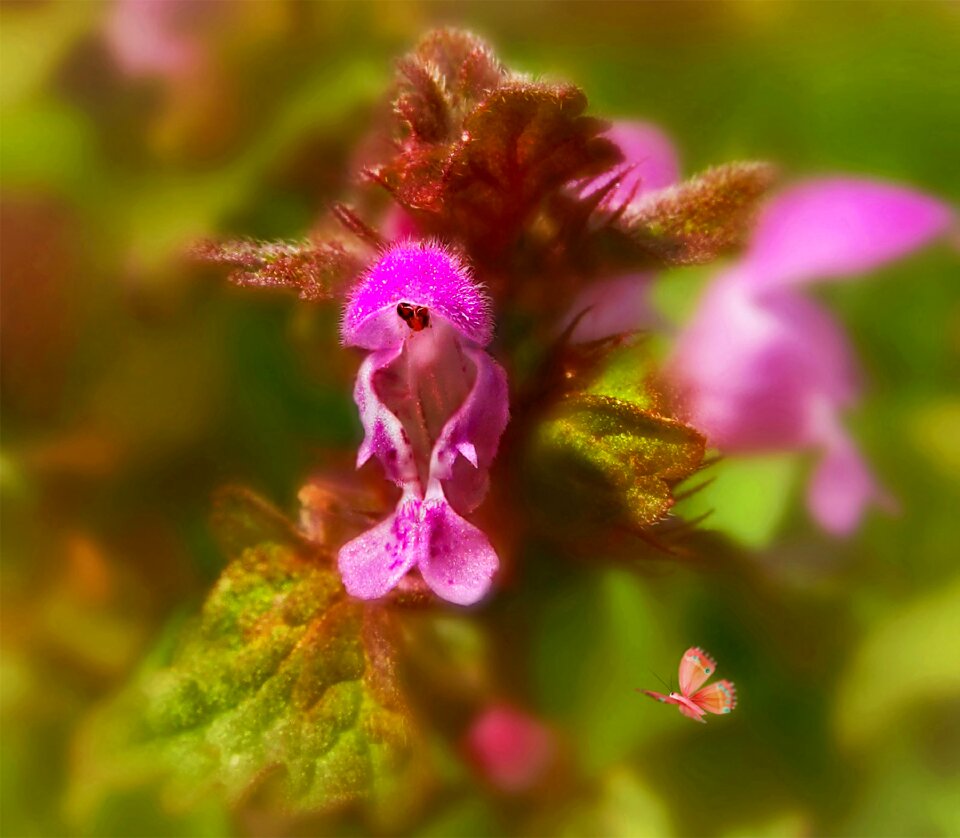 Flower nettle macro elder