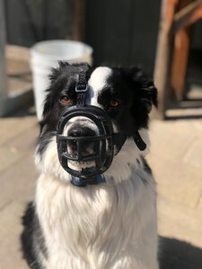 Dog muzzle muzzle basket muzzle photo