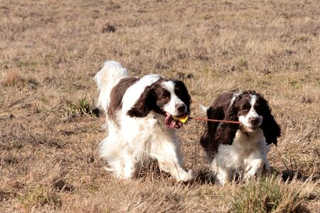 Pet english springer spaniel hunting dog