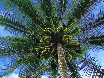 Tropical palm tree photo