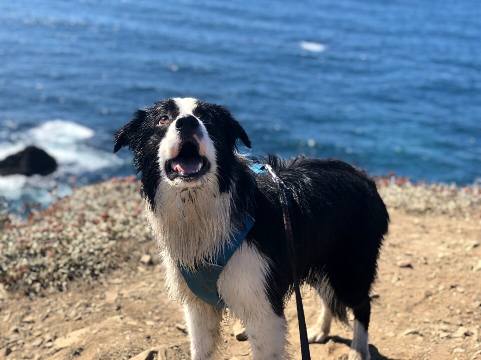 Lake look up wet dog