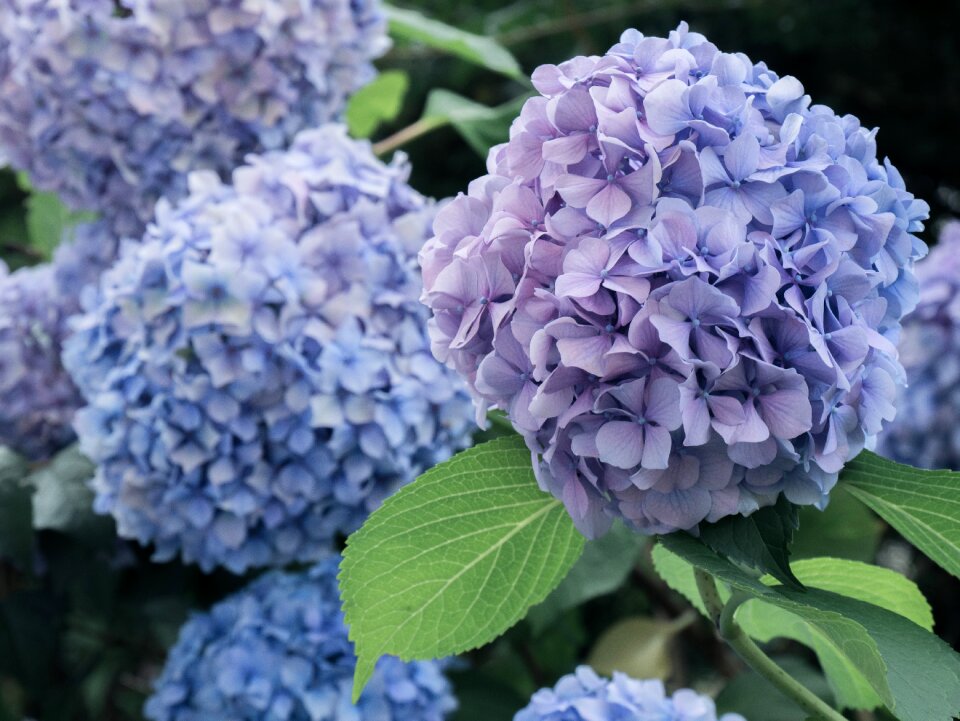 Hydrangeas blue garden photo