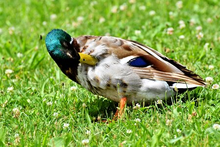 Duck bird mallard bill