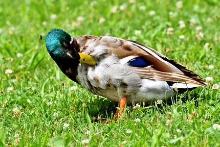 Duck bird mallard bill photo