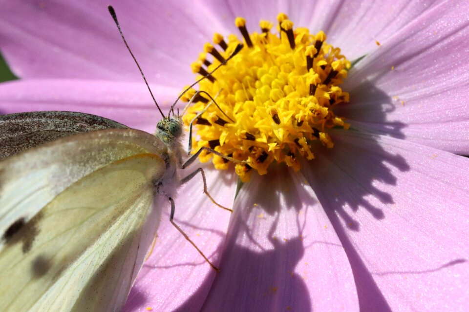 Insects nature plants