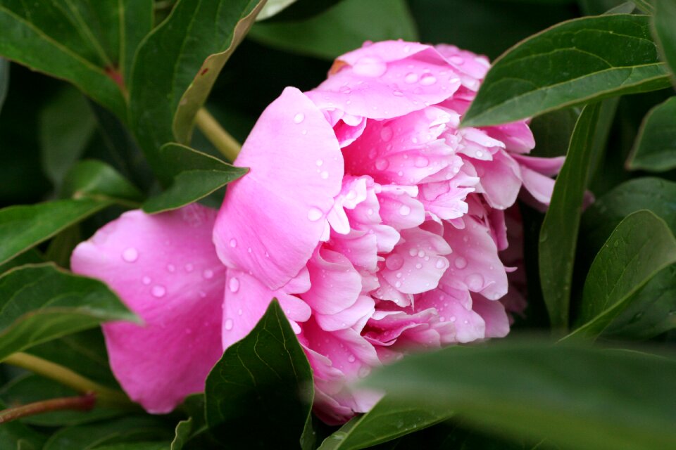 Garden flowering spring
