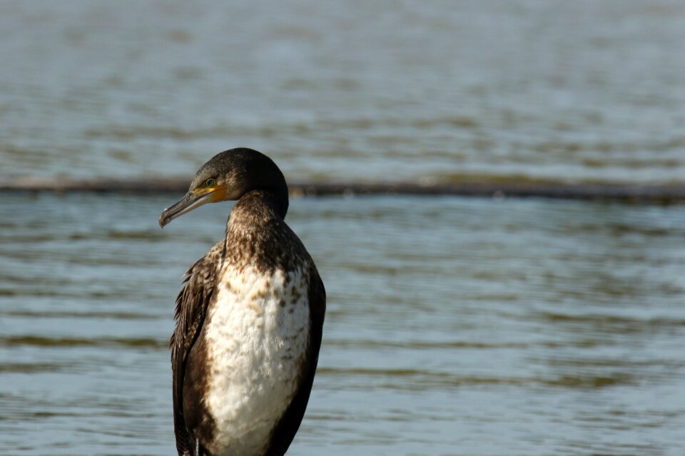 Cormorant white-breasted waterbird