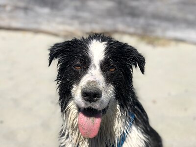 Dog happy relaxed