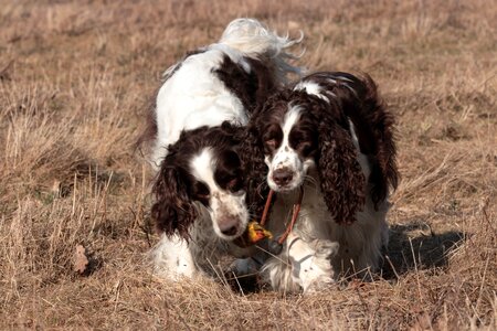 Pet english springer spaniel hunting dog photo