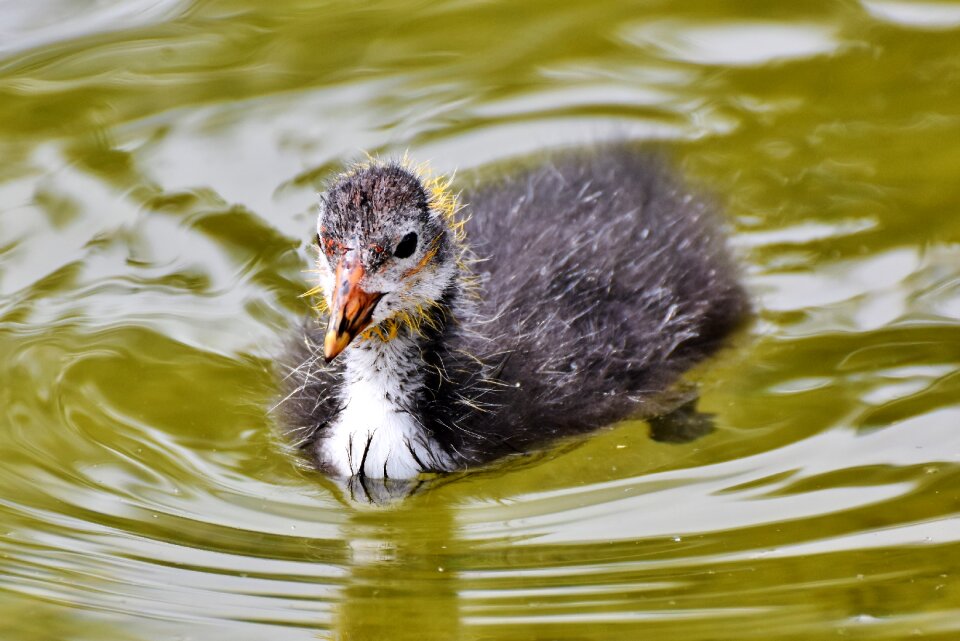 Water bird bird young animal photo