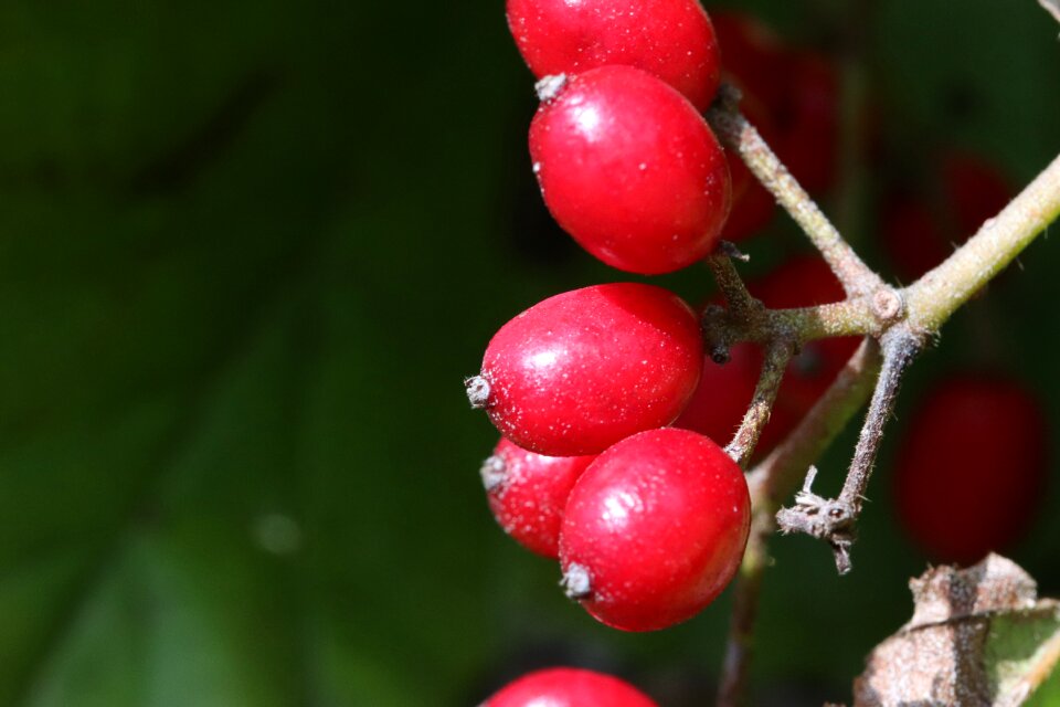 Nature autumn plants