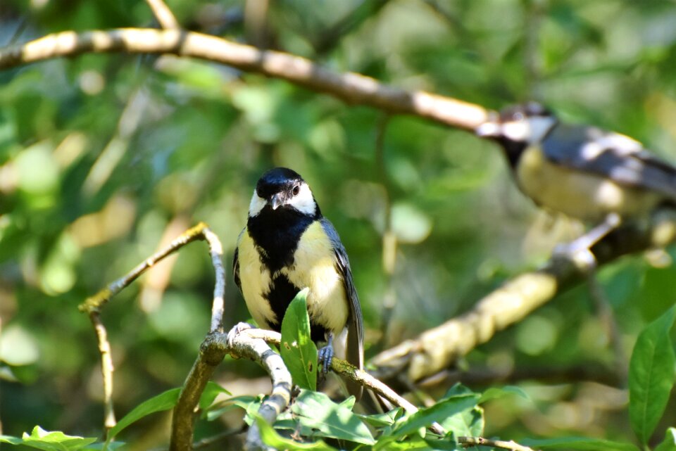 Small bird plumage sitting