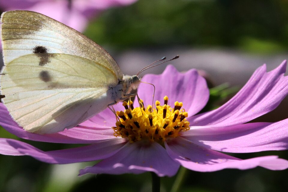 Insects nature plants