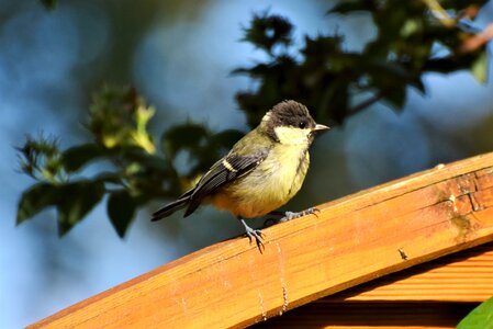 Cute bird songbird photo